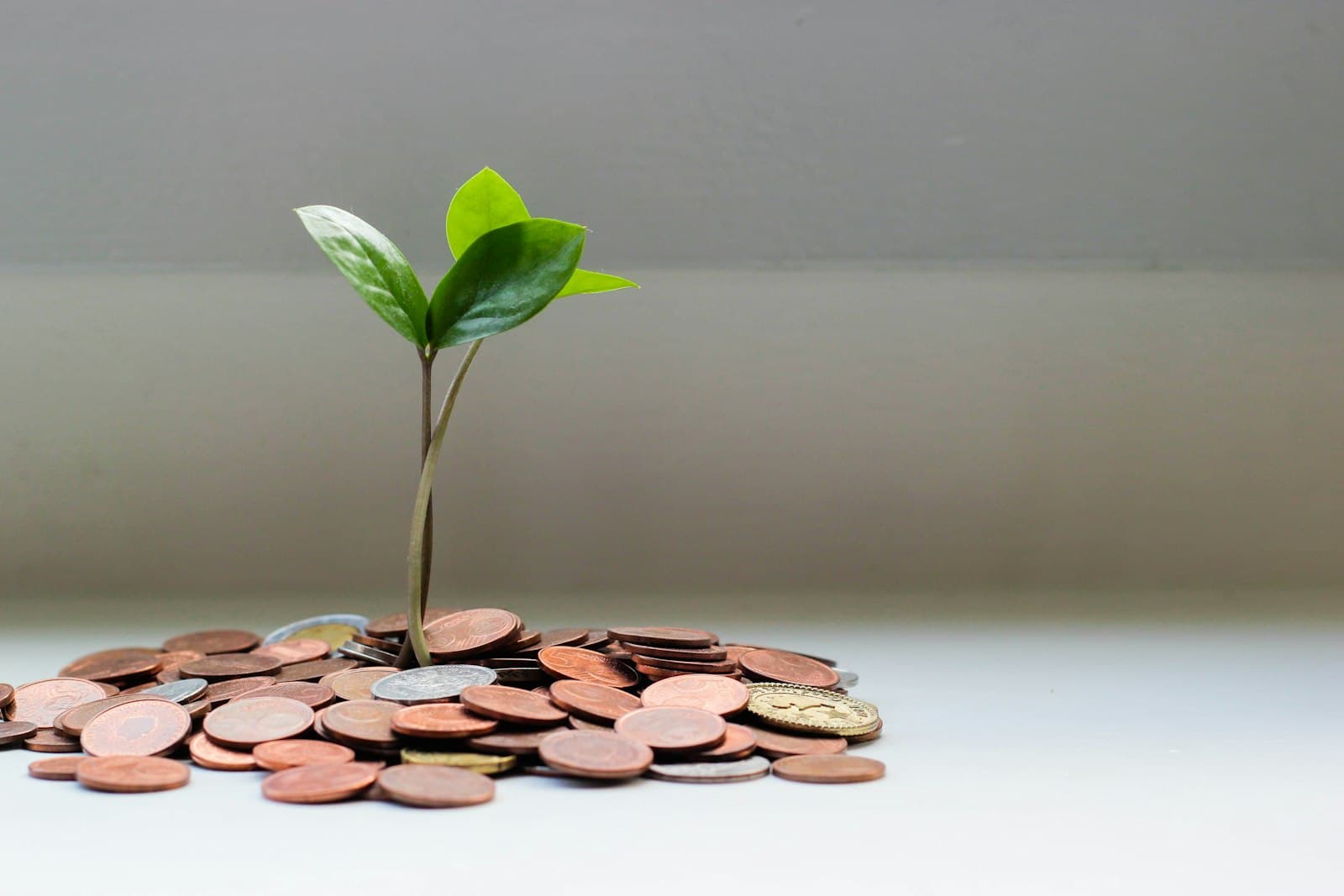 Billets en euros étalés sur une table